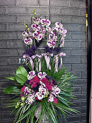 4 Dal zel Dalmayal Orkide